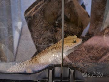 Geco leopardino +teca