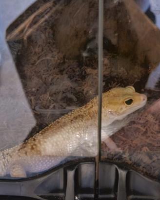Geco leopardino +teca