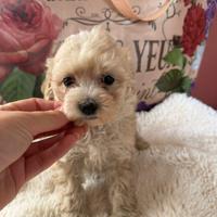 Chihuahua e barboncini toy