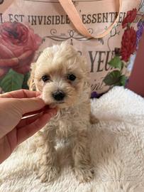 Chihuahua e barboncini toy