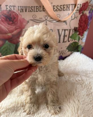 Chihuahua e barboncini toy