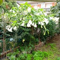 pianta  di  trombe   bianche