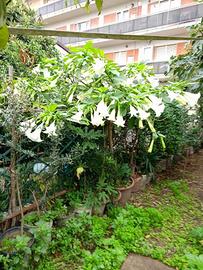 pianta  di  trombe   bianche