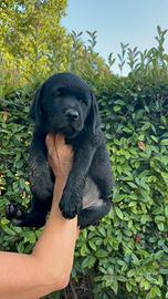 Labrador nera