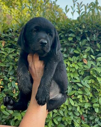 Labrador nera