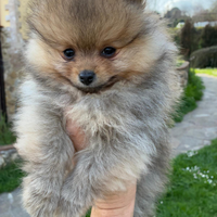 Cucciolo Spitz nano pomaranian
