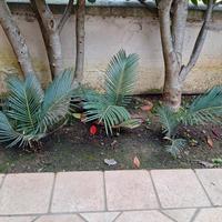 Cycas revoluta italiane 