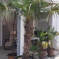Palma in vaso 