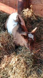 Splendide caprette tibetane due mesi