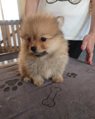 Cuccioli di spitiz Pomerania