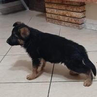 Disponibili cuccioli di pastore tedesco