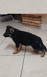 Disponibili cuccioli di pastore tedesco