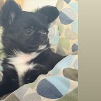 Chihuahua cucciola pedigree