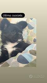 Chihuahua cucciola pedigree