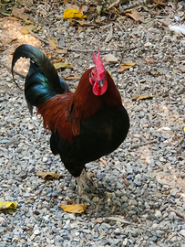 Galli di campagna