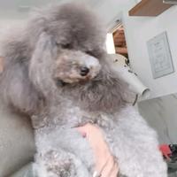 Barboncino toy silver