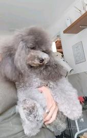 Barboncino toy silver