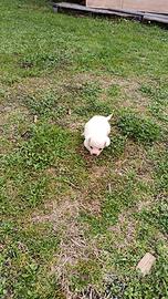 Cuccioli di maltipoo