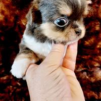 Chihuahua blu tricolor maschio
