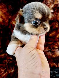 Chihuahua blu tricolor maschio