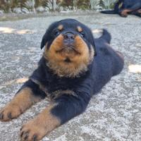 Ultimo cucciolo di Rottweiler