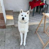 Cuccioli akita inu