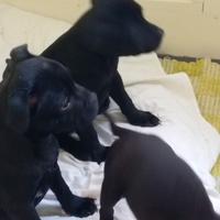 Staffordshire bull terrier