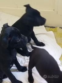 Staffordshire bull terrier