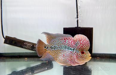 ViP KZZ flowerhorn import