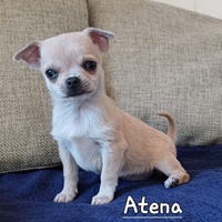 Cucciola chihuahua femmina mini