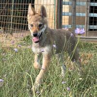 Ultimo Cucciolo lupo cecoslovacco