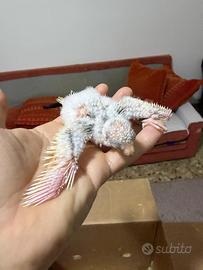 Pappagalli Kakariki ALLEVATI A MANO