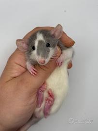 Cuccioli ratto domestico da compagnia selezionati