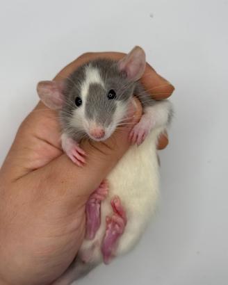 Cuccioli ratto domestico da compagnia selezionati