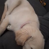 Cucciola di Golden Retriver