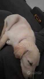 Cucciola di Golden Retriver