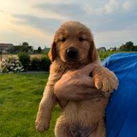 Ultimo cucciolo di Golden Retriever
