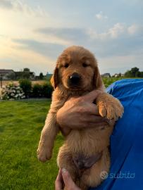 Ultimo cucciolo di Golden Retriever