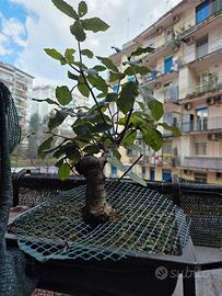 Bonsai e Prebonsai di Leccio