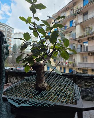 Bonsai e Prebonsai di Leccio