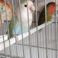 Coppia di inseparabili pronta alla cova