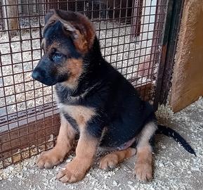 Cucciolo Pastore Tedesco