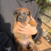 Pastore belga e tedesco