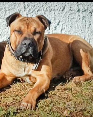 Pitbull 30kg