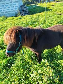 Pony maschio 4 anni