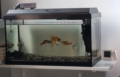 Acquario tropicale