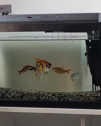 Acquario tropicale