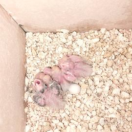 Calopsite da imbecco