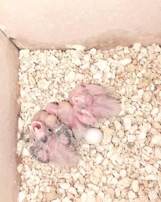 Calopsite da imbecco