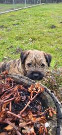 Cuccioli di Border Terrier